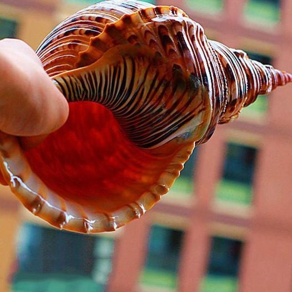 novelty items natural phoenix snail purple mouth phénix escargot aquarium collection specimen decoration fish t1h4 
novelty items natural phoenix snail purple mouth phénix escargot aquarium collection specimen decoration fish t1h4