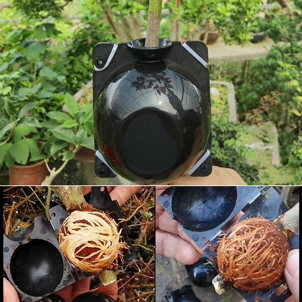 new plant rooting ball plant root growing box grafting rooting growing box breeding case for garden plant
new plant rooting ball plant root growing box grafting rooting growing box breeding case for garden plant