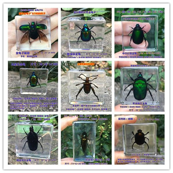 decorative objects & figurines chafer specimens embedded with artificial amber resin for scientific and educational collection
decorative objects & figurines chafer specimens embedded with artificial amber resin for scientific and educational collection