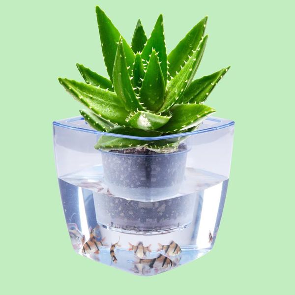 vases 2021 arrival hydroponic plant pots mini transparent fish tank ecological flowerpot indoor flower
vases 2021 arrival hydroponic plant pots mini transparent fish tank ecological flowerpot indoor flower