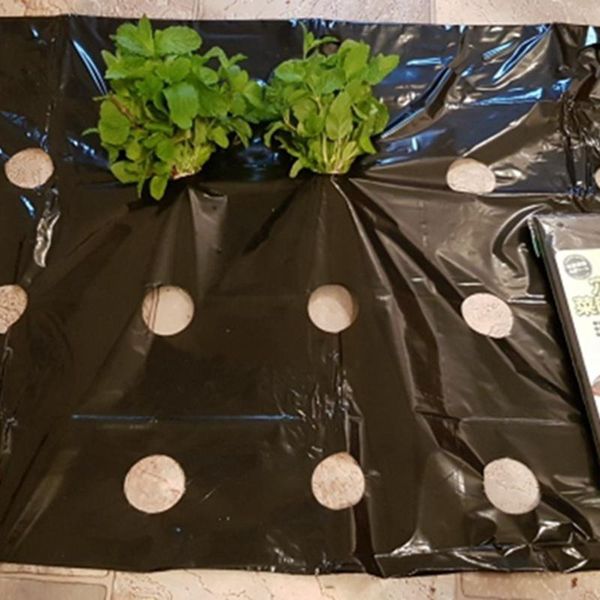 other garden supplies 5~50m 0.02mm 5holes black film hi-quality vegetable plants grow protection cover greenhouse perforated pe mulch
other garden supplies 5~50m 0.02mm 5holes black film hi-quality vegetable plants grow protection cover greenhouse perforated pe mulch