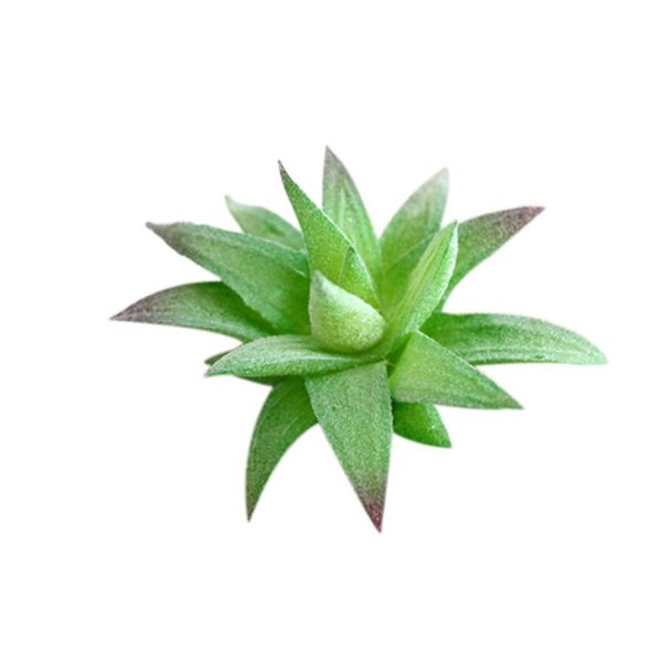 5pcs decorative mini assorted green plant faux artificial succulent plants emulational cactus plants for office home table desk
5pcs decorative mini assorted green plant faux artificial succulent plants emulational cactus plants for office home table desk