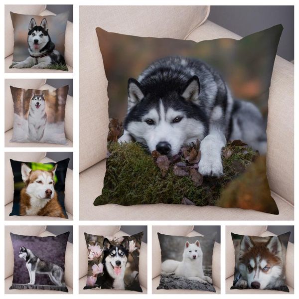 cute siberian husky pet animal cushion cover for sofa car decor dog printed pillowcase super soft short plush pillow case 45*45
cute siberian husky pet animal cushion cover for sofa car decor dog printed pillowcase super soft short plush pillow case 45*45