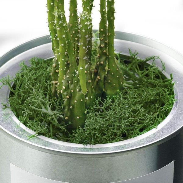 decorative flowers & wreaths multi-color immortal moss colored micro-landscape embellished are decor antler plants green available h2a0
decorative flowers & wreaths multi-color immortal moss colored micro-landscape embellished are decor antler plants green available h2a0