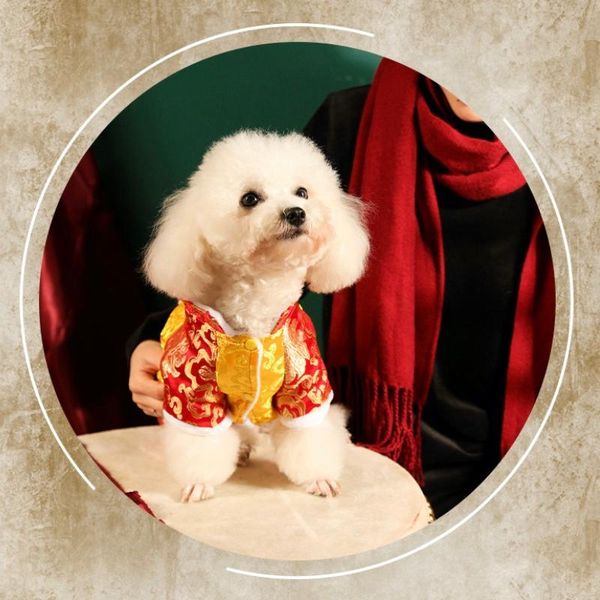 cat costumes chinese style year autumn winter sweater dog warm clothes pet for kitten clothing lovely vest cute costume n123