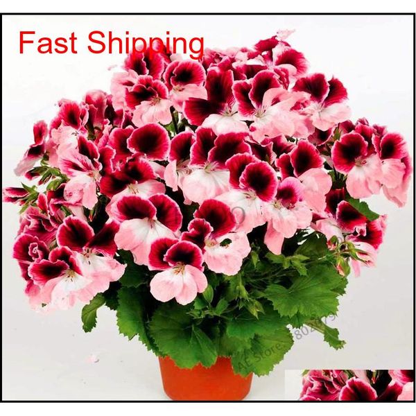 real import geranium seeds perennial bonsai flower pelargonium plants potted for garden dec jlljsp loveshop01
real import geranium seeds perennial bonsai flower pelargonium plants potted for garden dec jlljsp loveshop01