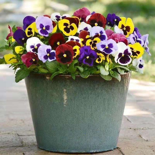 decorative flowers & wreaths 100 pcs rainbow pansy flower seeds, bonsai plant for home garden,(not artificial flowers)
decorative flowers & wreaths 100 pcs rainbow pansy flower seeds, bonsai plant for home garden,(not artificial flowers)
