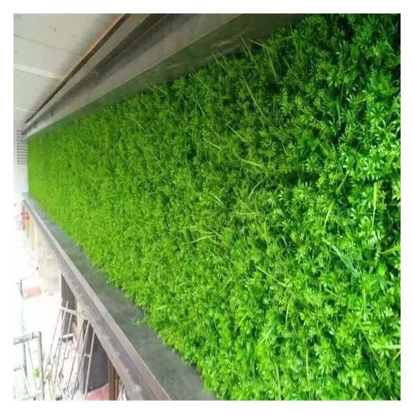 new artificial plant lawn diy background wall simulation grass leaf wedding decoration green wholesale carpet turf home decor
new artificial plant lawn diy background wall simulation grass leaf wedding decoration green wholesale carpet turf home decor