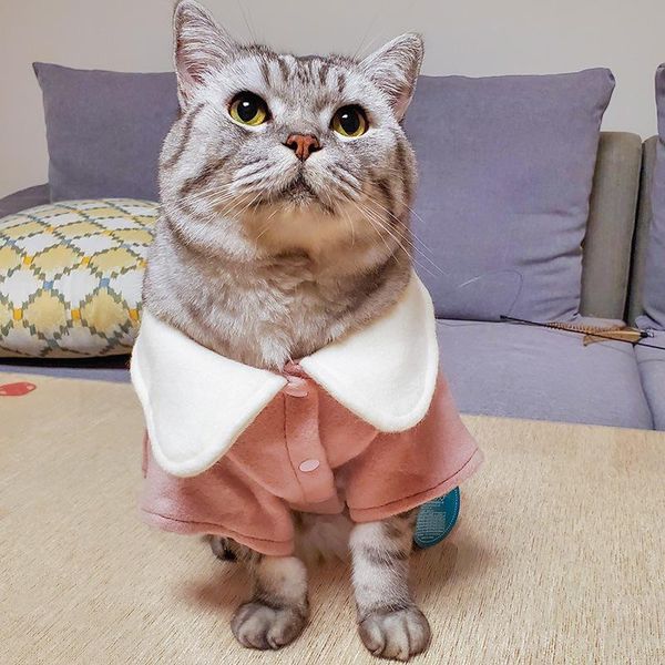 cat costumes clothes autumn and winter princess woolen cloth warm bow button skirt
cat costumes clothes autumn and winter princess woolen cloth warm bow button skirt