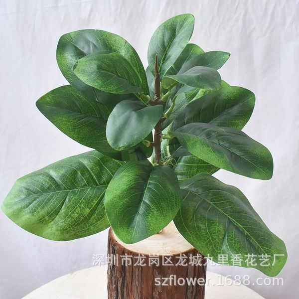 green large color changing leaf tilia europaea plant wall with wood lamination large eucalyptus leaf green model graft
green large color changing leaf tilia europaea plant wall with wood lamination large eucalyptus leaf green model graft