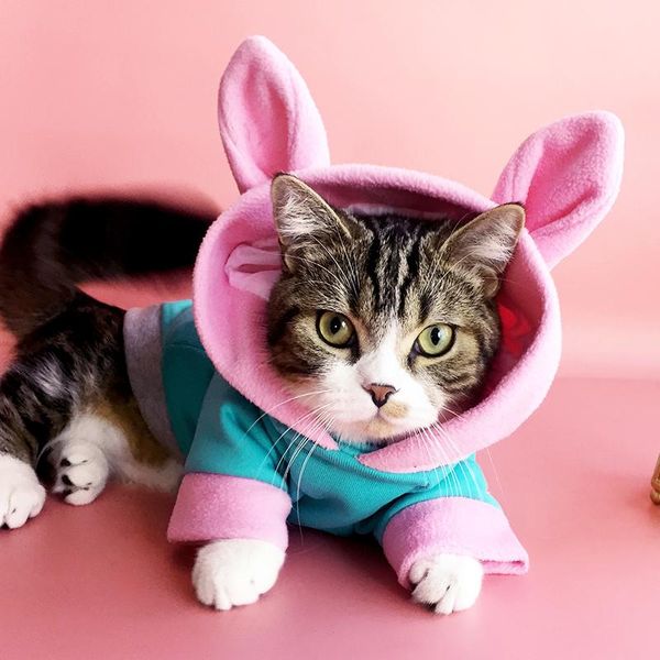 dog apparel cat warm clothes autumn winter pet clothing for cats soft sweater kitten kitty outfits coats jacket costumes bb5wy31
dog apparel cat warm clothes autumn winter pet clothing for cats soft sweater kitten kitty outfits coats jacket costumes bb5wy31