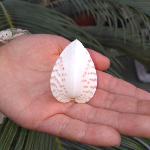 novelty items natural conch shell chicken heart clam concentric love creative novel lover gift
novelty items natural conch shell chicken heart clam concentric love creative novel lover gift
