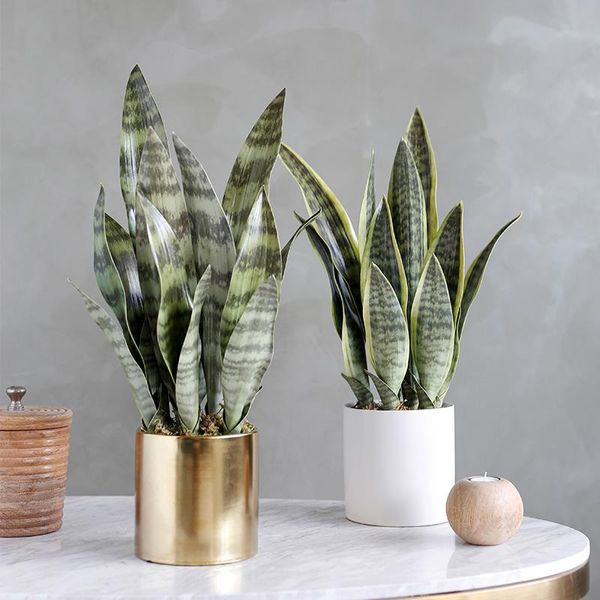 artificial plants sansevieria bonsai decoration fake plastic leaves desert succulents plants agave home office garden decors
artificial plants sansevieria bonsai decoration fake plastic leaves desert succulents plants agave home office garden decors