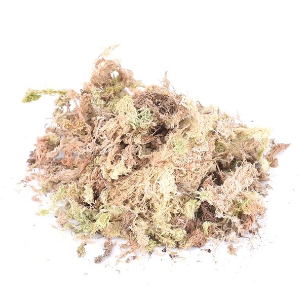 decorative flowers & wreaths 12l sphagnum dry moss garden moisturizing nutrition organic fertilizer for orchid phalaenopsis musgo
decorative flowers & wreaths 12l sphagnum dry moss garden moisturizing nutrition organic fertilizer for orchid phalaenopsis musgo