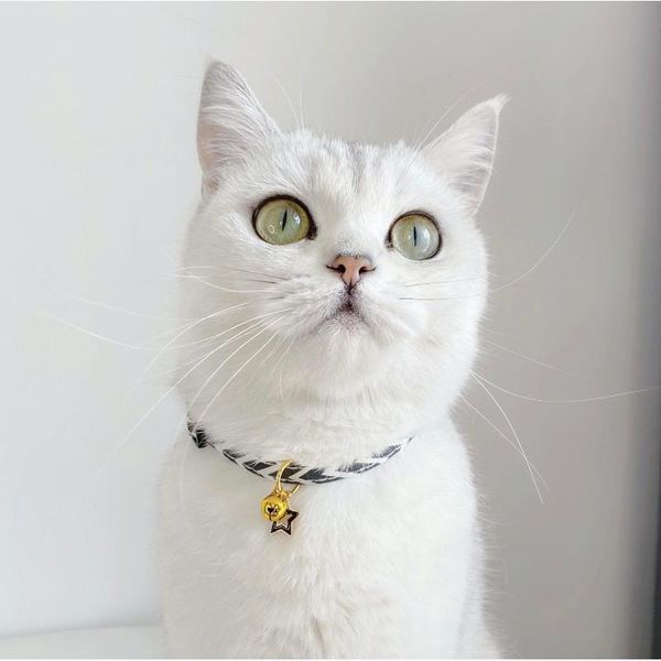 cat costumes pet dog neckerchief necklace neck decoration scarf saliva towel cartoon printing pattern accessories supplies n208
cat costumes pet dog neckerchief necklace neck decoration scarf saliva towel cartoon printing pattern accessories supplies n208