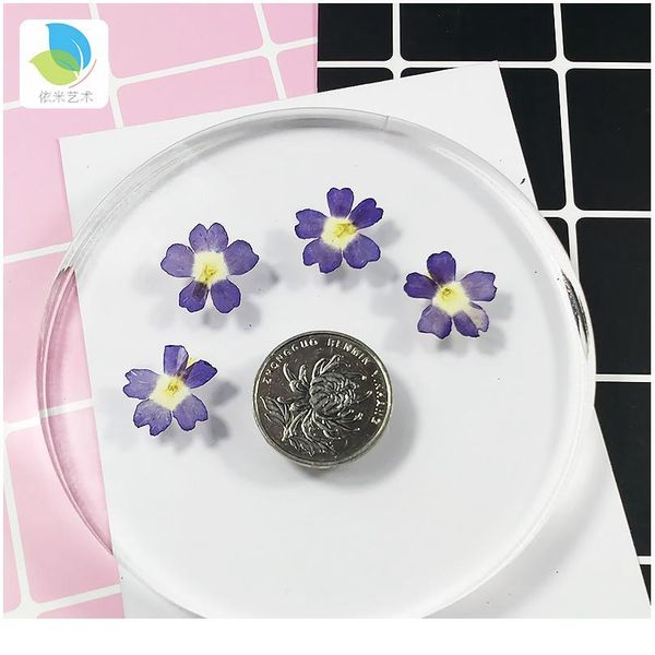 verbena small real dried flower dry plants for candle epoxy resin pendant necklace jewelry making craft diy a qylxyw
verbena small real dried flower dry plants for candle epoxy resin pendant necklace jewelry making craft diy a qylxyw