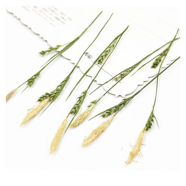 7-9cm/16pcs,natural pressed carex grass with branches,diy wedding invitation craft gift bookmark decoration,scented candle dec qylsqv
7-9cm/16pcs,natural pressed carex grass with branches,diy wedding invitation craft gift bookmark decoration,scented candle dec qylsqv