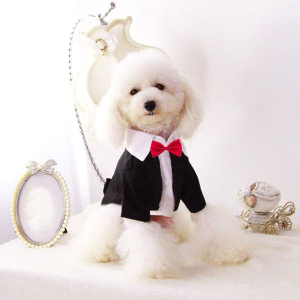 dog apparel black pet clothing for dogs puppy clothes male suit tuxedo wedding costume chihuahua small and cats
dog apparel black pet clothing for dogs puppy clothes male suit tuxedo wedding costume chihuahua small and cats