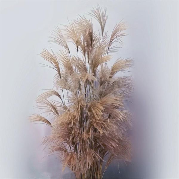 decorative flowers & wreaths shopwindow decor real pampas grass 50 pcs reed natural dried plant ornaments wedding flower bunch no vase
decorative flowers & wreaths shopwindow decor real pampas grass 50 pcs reed natural dried plant ornaments wedding flower bunch no vase