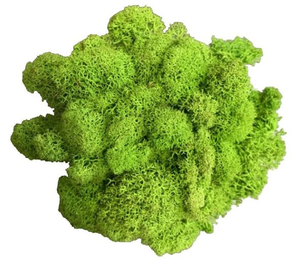 artificial plant eternal life moss/garden home decoration wall diy flower material mini garden micro landscape accessories
artificial plant eternal life moss/garden home decoration wall diy flower material mini garden micro landscape accessories