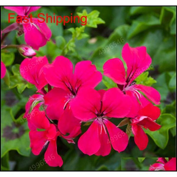 100 pcs colorful bonsai geranium flower rare variegated geranium bonsai potted indoor rooms home garden flower qylprz toys2010
100 pcs colorful bonsai geranium flower rare variegated geranium bonsai potted indoor rooms home garden flower qylprz toys2010