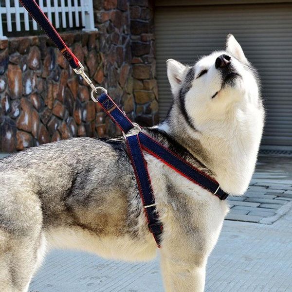 dog collars & leashes denim puppy pet cat harness collar leash set adjustable lead training walking belt 4 sizes xs-l
dog collars & leashes denim puppy pet cat harness collar leash set adjustable lead training walking belt 4 sizes xs-l