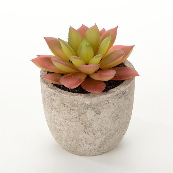 more plant artificial succulent pant plant zhi jiang pen small number learned grass radiation protected flower potted
more plant artificial succulent pant plant zhi jiang pen small number learned grass radiation protected flower potted