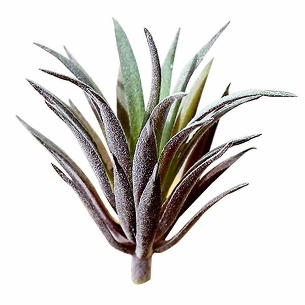 decorative flowers & wreaths green purple red yellow pvc flocking artificial succulents plants home garden decoration plastic mini deskb
decorative flowers & wreaths green purple red yellow pvc flocking artificial succulents plants home garden decoration plastic mini deskb