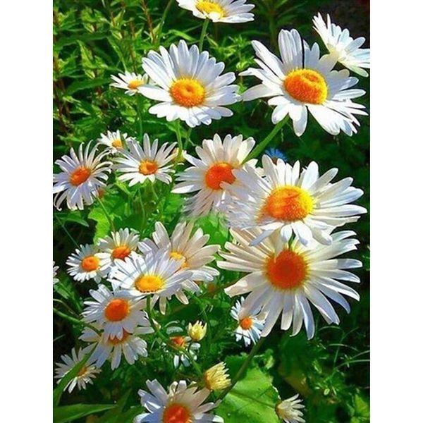 diamond painting 5d full drill small daisy mosaic sale round rhinestone pictures embroidery flower drop ship
diamond painting 5d full drill small daisy mosaic sale round rhinestone pictures embroidery flower drop ship
