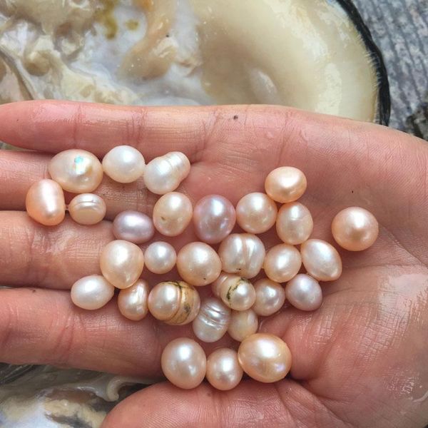 loose gemstones oysters pearls 10pcs multi color freshwater oyster with pearl in vacuum-packed,big wish shell wholesale low price, Black
loose gemstones oysters pearls 10pcs multi color freshwater oyster with pearl in vacuum-packed,big wish shell wholesale low price, Black