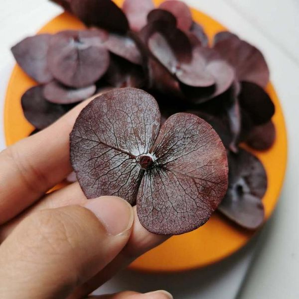 10g/30-35pcs,natural fresh preserved eucalyptus leaves,eternelle real plant material diy christmas craft bookmark scented cand qylcrk
10g/30-35pcs,natural fresh preserved eucalyptus leaves,eternelle real plant material diy christmas craft bookmark scented cand qylcrk