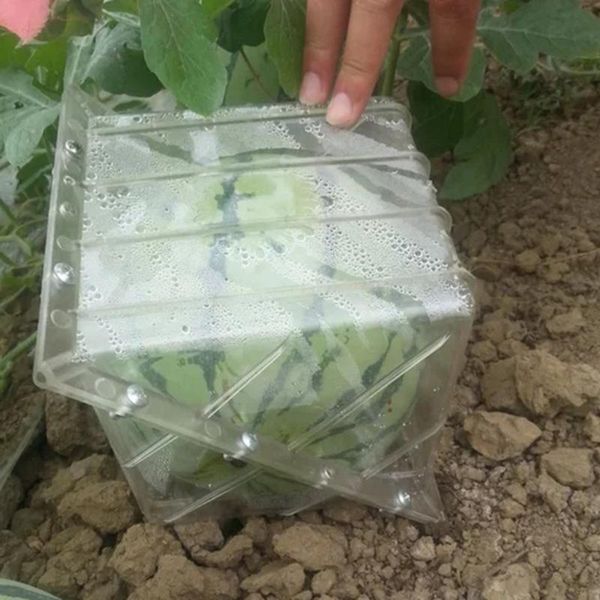 planters & pots square heart shape watermelon mold magic square-shaped shaping growth molds plant forming 
planters & pots square heart shape watermelon mold magic square-shaped shaping growth molds plant forming
