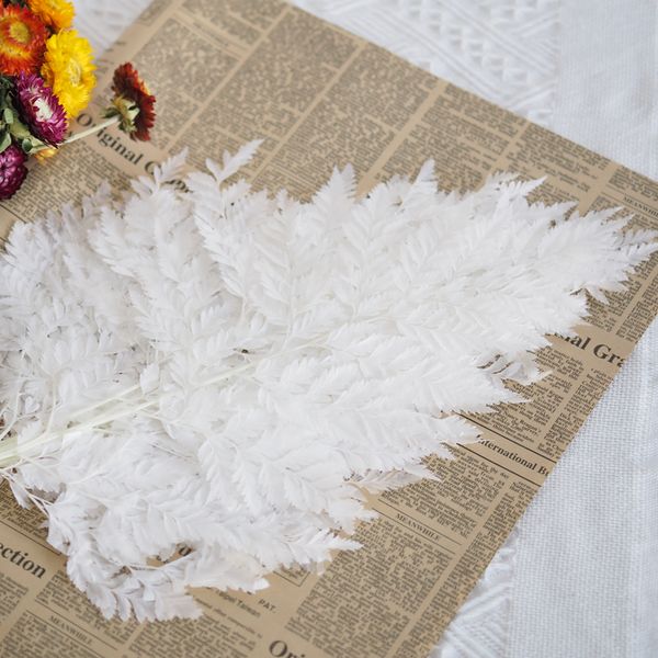10pcs/ 25*40cm natural fresh preserved fiddlehead ferns eternelle flower leaves for wedding home decoration accessories decor
10pcs/ 25*40cm natural fresh preserved fiddlehead ferns eternelle flower leaves for wedding home decoration accessories decor
