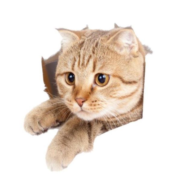 wall stickers 1pc 3d effects plane cute cat sticker cabinet decorations toilet home decoration
wall stickers 1pc 3d effects plane cute cat sticker cabinet decorations toilet home decoration