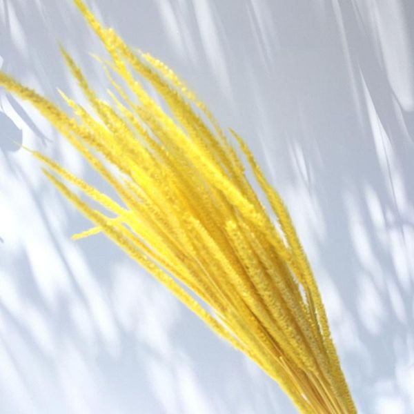 shop store gift home decor dried wedding party reed flower art bulrush craft phragmites p props bouquet branch
shop store gift home decor dried wedding party reed flower art bulrush craft phragmites p props bouquet branch