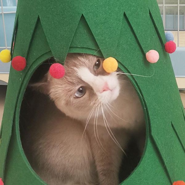 cat beds & furniture indoor pet supplies washable house bed mats felt litter christmas tree paradise
cat beds & furniture indoor pet supplies washable house bed mats felt litter christmas tree paradise