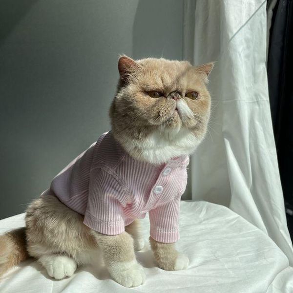cat costumes pet clothes hairless pink elastic thread t-shirt dog teddy small vip garfield paws long sleeve top
cat costumes pet clothes hairless pink elastic thread t-shirt dog teddy small vip garfield paws long sleeve top