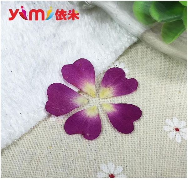 realy dried flowers rose petals hand-made diy candle plane pressing true flower plant specimens rea qylriv
realy dried flowers rose petals hand-made diy candle plane pressing true flower plant specimens rea qylriv