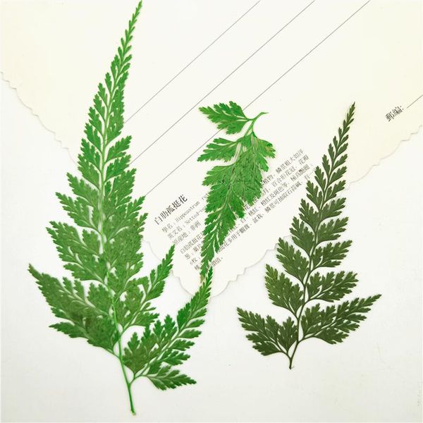 decorative flowers & wreaths 12pcs/lot pressed green leaves natural stenoloma diy dried flower glue handmade material crafts for resin jewel
decorative flowers & wreaths 12pcs/lot pressed green leaves natural stenoloma diy dried flower glue handmade material crafts for resin jewel