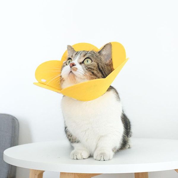 cat collars & leads sunflower elizabeth ring eva sponge lightweight headgear dog pet anti licking scratch biting neck
cat collars & leads sunflower elizabeth ring eva sponge lightweight headgear dog pet anti licking scratch biting neck