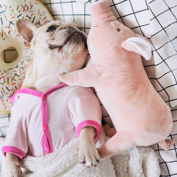 2021 new sleeping dogs chihuahua stuffed play french bulldog partner estrus cute pet toys piggy toy charter yqp0
2021 new sleeping dogs chihuahua stuffed play french bulldog partner estrus cute pet toys piggy toy charter yqp0