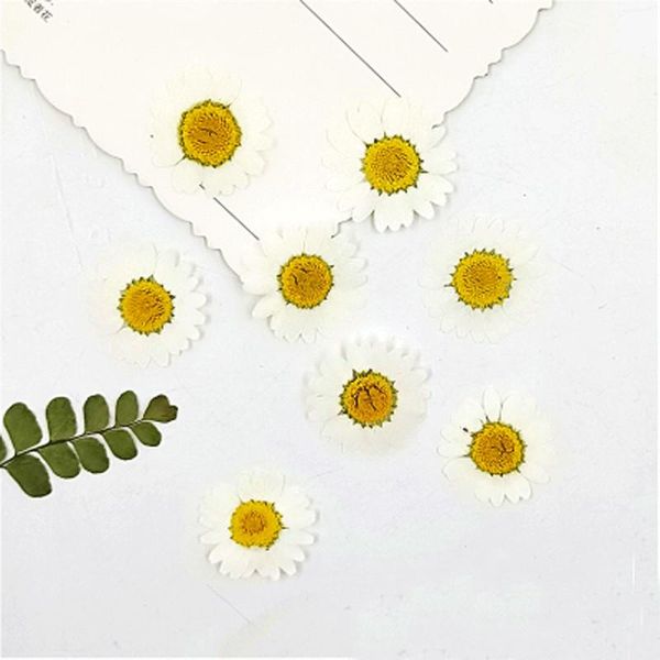 decorative flowers & wreaths natural white chrysanthemum dried flower 120pcs wholesales for holidays gifts card decoration
decorative flowers & wreaths natural white chrysanthemum dried flower 120pcs wholesales for holidays gifts card decoration