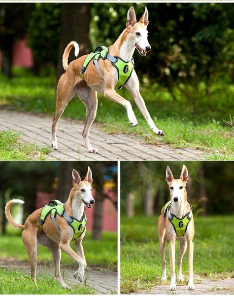 dog collars & leashes reflective puppy pet harnesses vests chest for and collar adjustable soft comfort vest
dog collars & leashes reflective puppy pet harnesses vests chest for and collar adjustable soft comfort vest