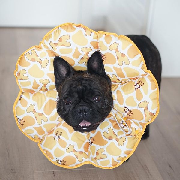 dog apparel pet elizabeth circle sunflower comfortable and soft anti-scratch anti-licking head cover injury protection collar
dog apparel pet elizabeth circle sunflower comfortable and soft anti-scratch anti-licking head cover injury protection collar