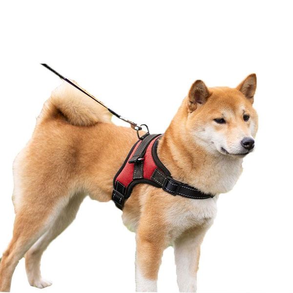 dog collars & leashes collar large harness glowing led puppy lead pets vest leads accessories pet products golden retriever
dog collars & leashes collar large harness glowing led puppy lead pets vest leads accessories pet products golden retriever
