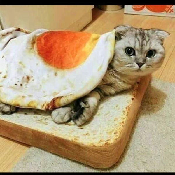 cute omelette pet blankets puppy cat short plush pet mat durable warm poached eggs blanket mats for small dog and cat
cute omelette pet blankets puppy cat short plush pet mat durable warm poached eggs blanket mats for small dog and cat