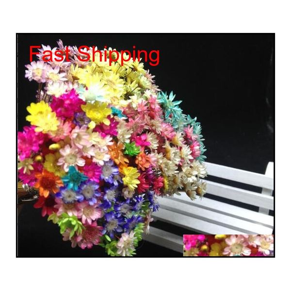 60pcs mixed color cute mini brazil little star real dried flower fit wedding decoration glass vials glass bott qylcjm bdenet
60pcs mixed color cute mini brazil little star real dried flower fit wedding decoration glass vials glass bott qylcjm bdenet