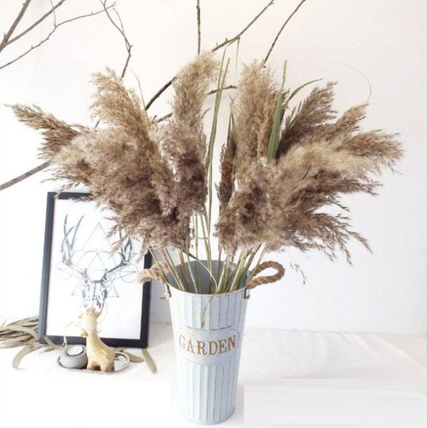 decorative flowers & wreaths real dried pampas grass wedding flower bunch natural plants home decor phragmites ornamental christmas
decorative flowers & wreaths real dried pampas grass wedding flower bunch natural plants home decor phragmites ornamental christmas