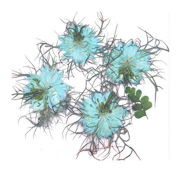 3-5cm/12pcs,natural pressed flowers,real love-in-a-mist floral diy wedding invitations art bookmark craft cards,scented candles fl qylqqd
3-5cm/12pcs,natural pressed flowers,real love-in-a-mist floral diy wedding invitations art bookmark craft cards,scented candles fl qylqqd