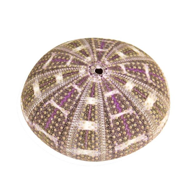 6-10cm natural eight trigrams sea urchin shell conch nautical home decor diy ocean beach wedding decor specimen crafts
6-10cm natural eight trigrams sea urchin shell conch nautical home decor diy ocean beach wedding decor specimen crafts